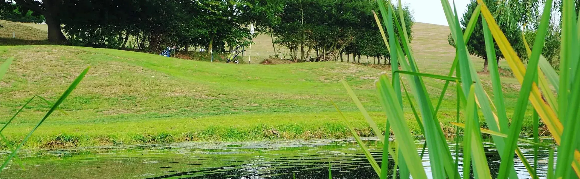 The pond and reeds beside a green at Exminster Golf Centre